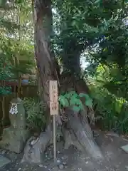 星宮神社(栃木県)