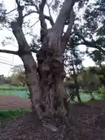 國神神社の自然