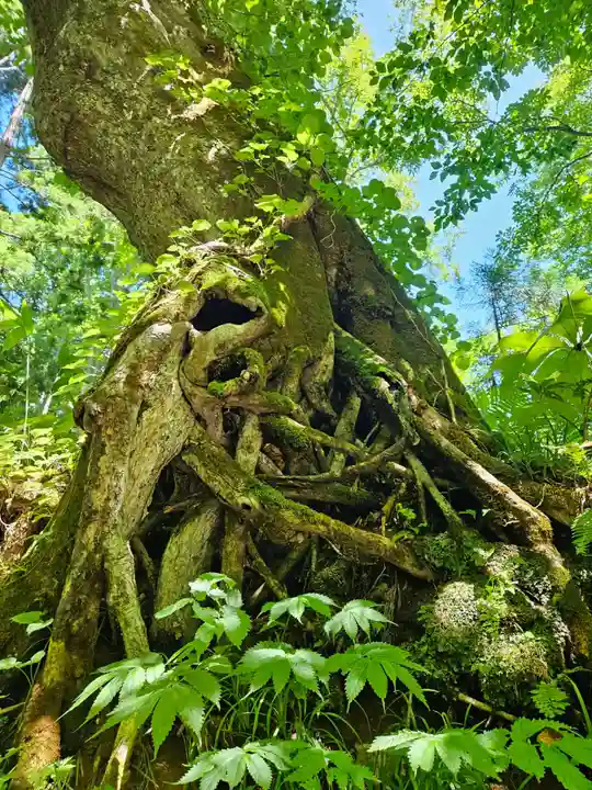 戸隠神社奥社(長野県)