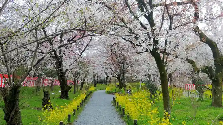 平野神社の自然