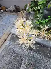 勝念寺（かましきさん）の自然