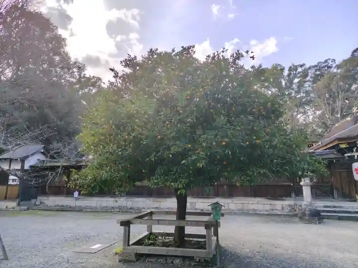 平野神社の{uncategorized: "未分類", other: "その他", undefined: "問題あり", building: "その他建物", grave: "お墓", sacred_gate: "鳥居", guardian: "狛犬", statue: "像", buddha: "仏像", history: "歴史", nature: "自然", garden: "庭園", animal: "動物", pagoda: "塔", temizu: "手水舎", mountain_gate: "山門・神門", sanctuary: "本殿・本堂", subordinate: "末社・摂社", art: "芸術", scenery: "景色", jizo: "地蔵", ema: "絵馬", goshuin: "御朱印", omikuji: "おみくじ", items: "授与品その他", amulet: "お守り", goshuincho: "御朱印帳", eats: "食事", festival: "お祭り", votive_dance: "神楽", shichigosan: "七五三参", wedding: "結婚式", experience: "体験その他", initially: "初詣", around: "周辺", anti_infection: "感染症対策"}