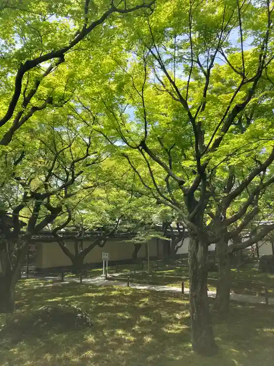 黄梅院(京都府)
