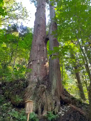 出羽神社(出羽三山神社)～三神合祭殿～の自然