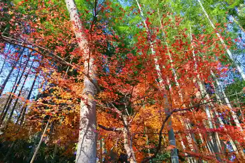 田村神社の自然