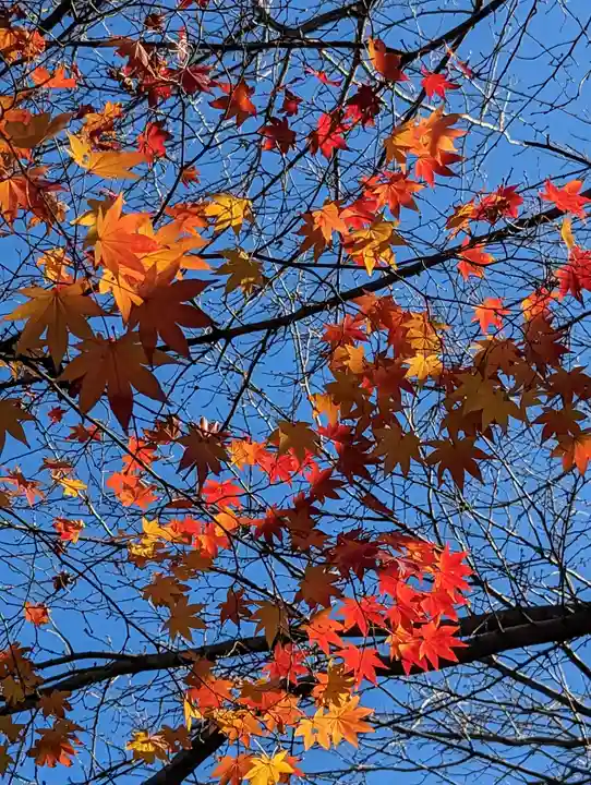 畑子安神社の自然