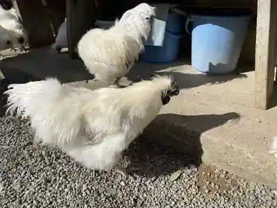 高屋敷稲荷神社(福島県)