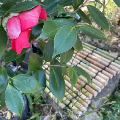 光則寺(神奈川県)