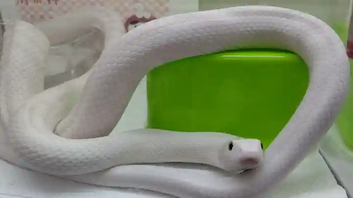 清荒神清澄寺(兵庫県)