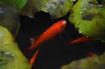 大安楽寺の動物