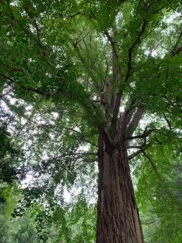 戸隠神社の自然