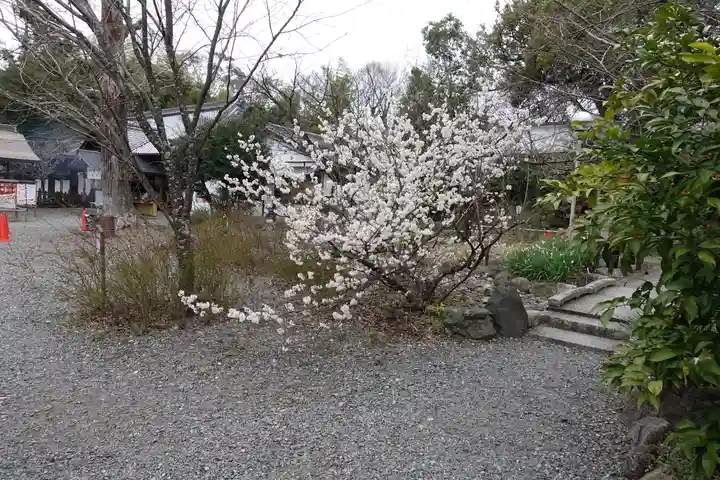 平野神社の自然