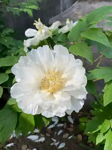 上野大佛(東京都)