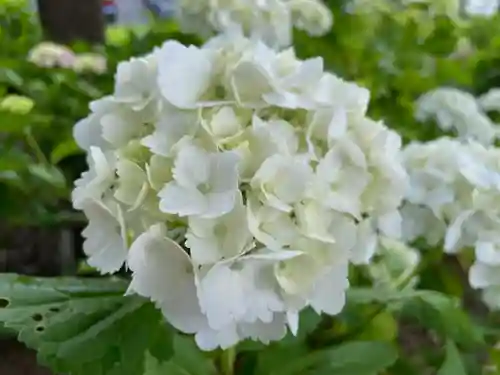 二本松寺の自然