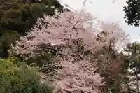 菅布禰神社の自然