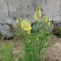 寒江山 長登寺の自然