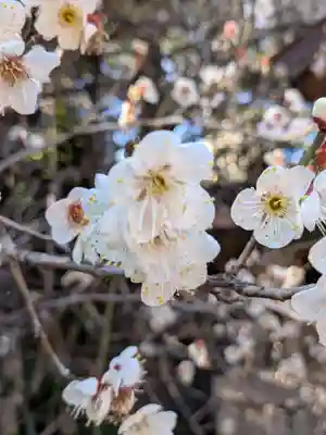 乃木神社(東京都)