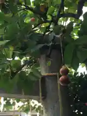 秋葉神社の建物その他