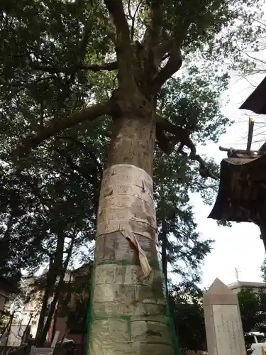 栗原神社の自然