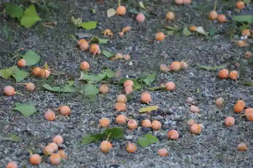 阿邪訶根神社の自然