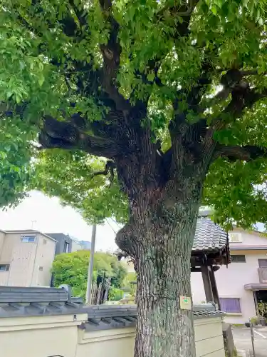 宗林寺(東京都)