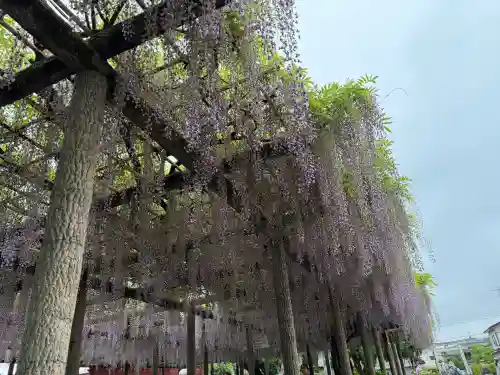 日吉神社の{uncategorized: "未分類", other: "その他", undefined: "問題あり", building: "その他建物", grave: "お墓", sacred_gate: "鳥居", guardian: "狛犬", statue: "像", buddha: "仏像", history: "歴史", nature: "自然", garden: "庭園", animal: "動物", pagoda: "塔", temizu: "手水舎", mountain_gate: "山門・神門", sanctuary: "本殿・本堂", subordinate: "末社・摂社", art: "芸術", scenery: "景色", jizo: "地蔵", ema: "絵馬", goshuin: "御朱印", omikuji: "おみくじ", items: "授与品その他", amulet: "お守り", goshuincho: "御朱印帳", eats: "食事", festival: "お祭り", votive_dance: "神楽", shichigosan: "七五三参", wedding: "結婚式", experience: "体験その他", initially: "初詣", around: "周辺", anti_infection: "感染症対策"}
