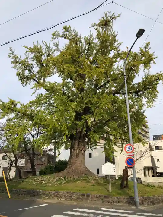 津島神社の自然