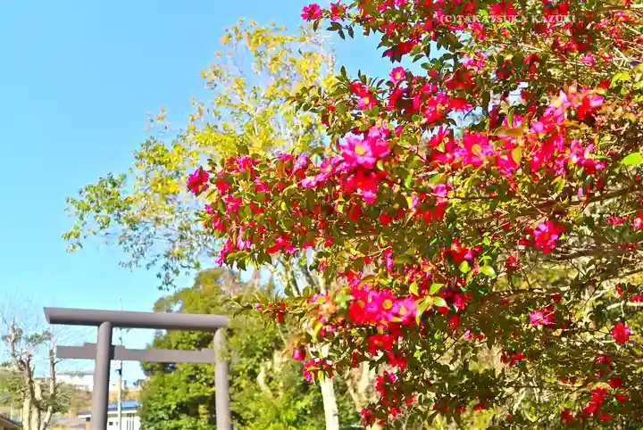 奥宮(鹿島神宮摂社)(茨城県)
