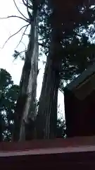 鹿嶋三嶋神社の自然