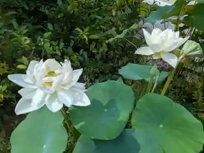 蓮生寺(岐阜県)