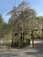 大國魂神社の自然