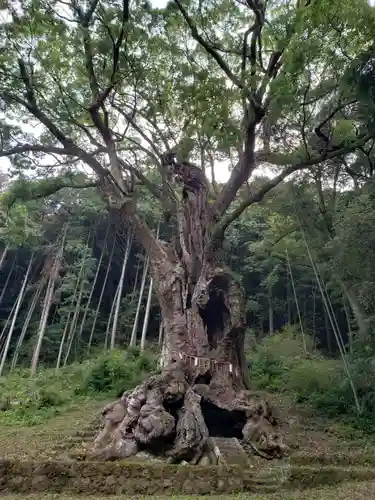 武雄神社の自然