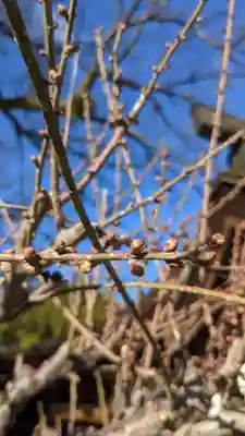 尾張大國霊神社（国府宮）(愛知県)