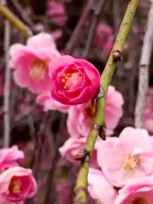 和泉國一之宮　大鳥大社(大阪府)