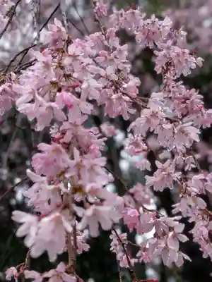 猿田彦神社(東京都)