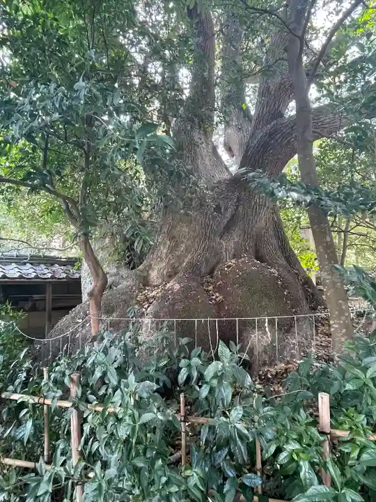 御津神社の自然