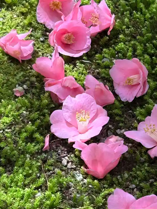 霊鑑寺門跡(京都府)