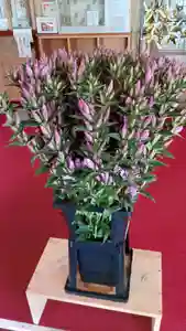 白狐山光星寺(山形県)(2022年10月22日(土) 17時25分45秒投稿)