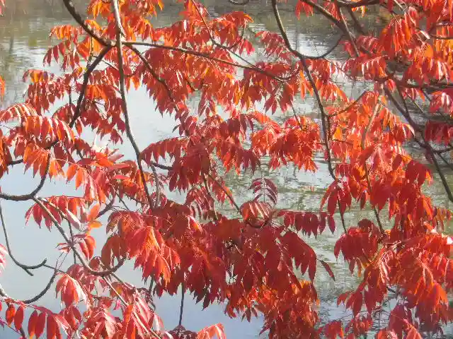 鶴岡八幡宮の自然