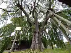 増泉寺(長野県)