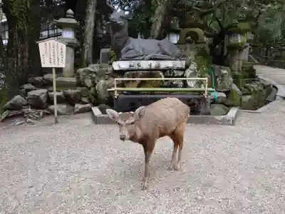 春日大社(奈良県)