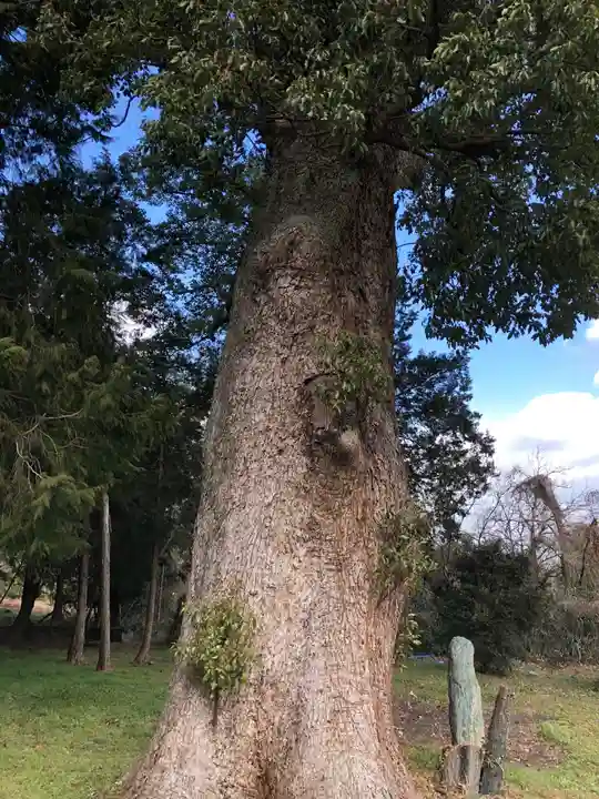 八幡神社の自然