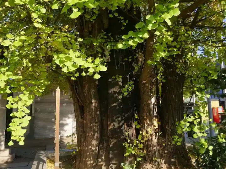 飛木稲荷神社の自然