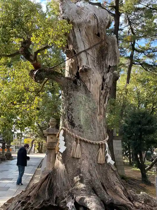 住吉大社の自然