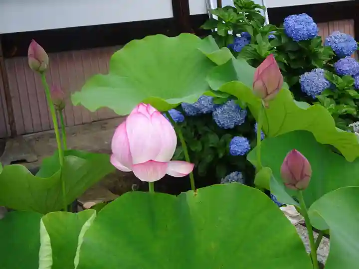 伊勢原 法泉寺の自然