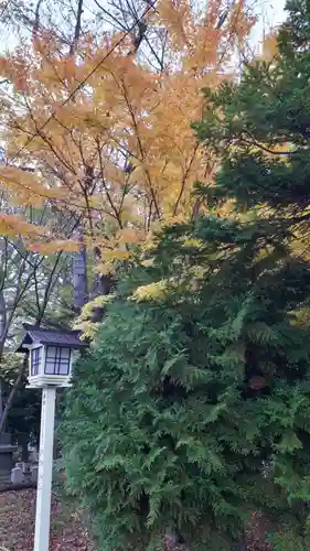 新琴似神社の自然