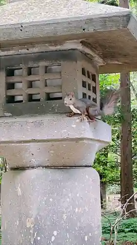 北海道神宮の動物