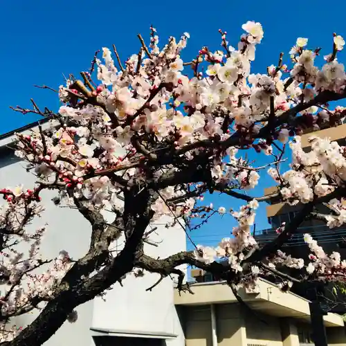 元郷氷川神社の自然