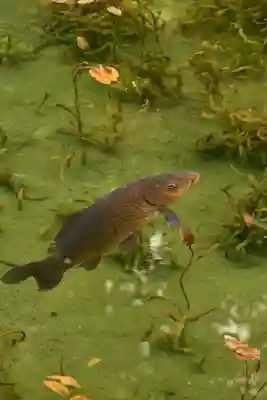 根道神社(岐阜県)