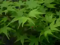 東福禅寺(東福寺)の自然